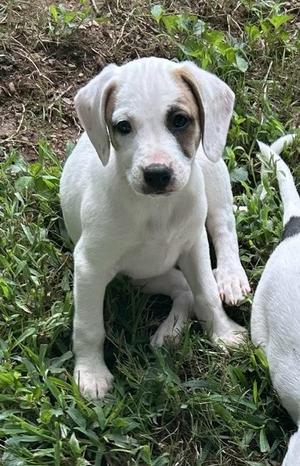 Lillian, Mixed Breed, puppy, available for adoption