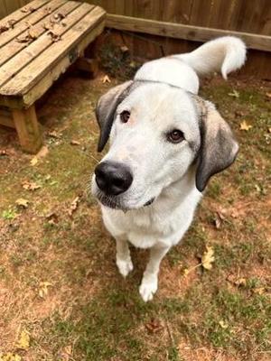 Sky, Great Pyrenees / Mixed Breed, adult, available for adoption