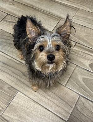 Emmit, Yorkshire Terrier Yorkie, adult, available for adoption