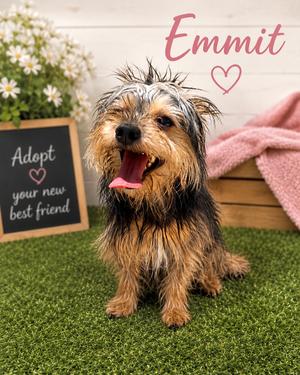 Emmit, Yorkshire Terrier Yorkie, adult, available for adoption