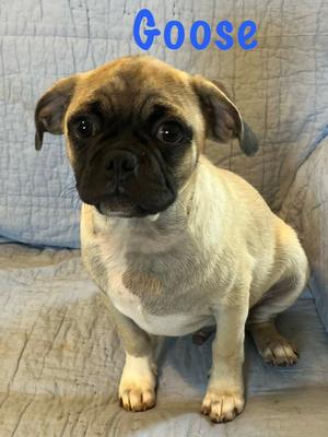 Goose, Pug, young, available for adoption