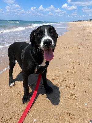 Georgia, American Bulldog, young, available for adoption