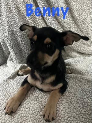 Benny, Chihuahua, puppy, available for adoption