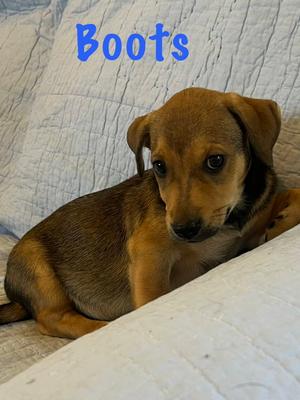 Boots, Basset Hound / Shepherd, puppy, available for adoption