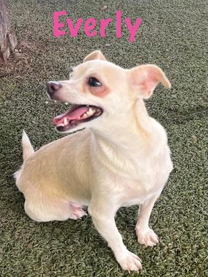 Everly, Chihuahua, adult, available for adoption