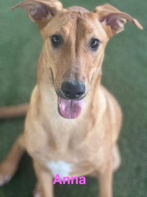 a dog named Anna