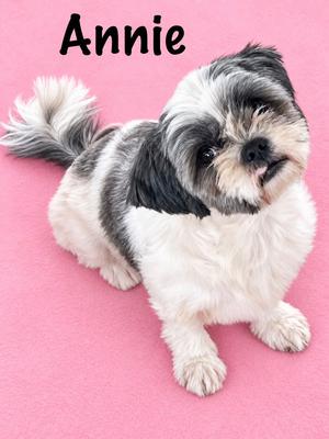 Annie, Shih Tzu, adult, available for adoption