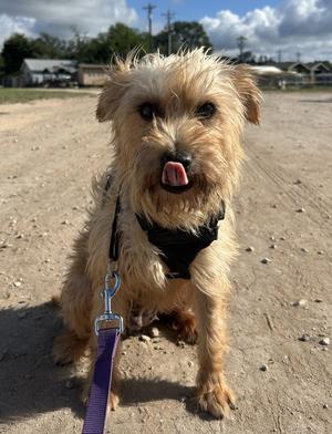 Hannah, Terrier, adult, available for adoption