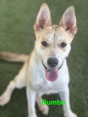Dumbo, German Shepherd Dog, adult, available for adoption