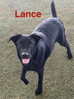 Lance, Labrador Retriever, young, available for adoption