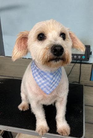 Fox, Schnauzer, adult, available for adoption