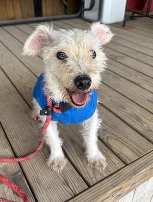 Fox, Schnauzer, adult, available for adoption