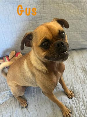 Gus, Pug, adult, available for adoption