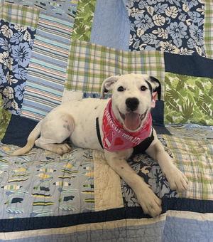 A white dog with black spots is lying on a colorful quilt. The dog is wearing a red bandana and has its mouth open, showing its tongue. The quilt has various patterns and colors, including green, blue, and white.