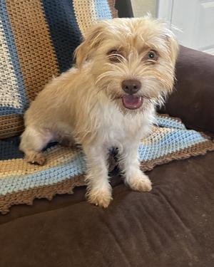 Cupcake, Terrier, adult, available for adoption