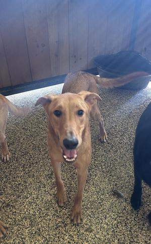 A tan dog with its mouth open, looking directly at the camera.