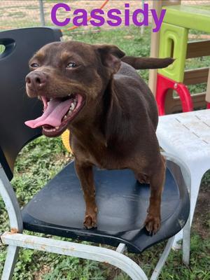Cassidy, Chihuahua, adult, available for adoption