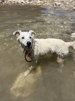 Dixie, Border Collie, senior, available for adoption