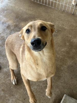 A tan dog with dark eyes and a black nose looks up towards the camera.