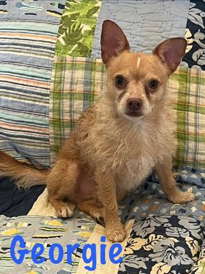 Georgie, Terrier, adult, available for adoption