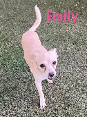 Emily, Chihuahua, adult, available for adoption