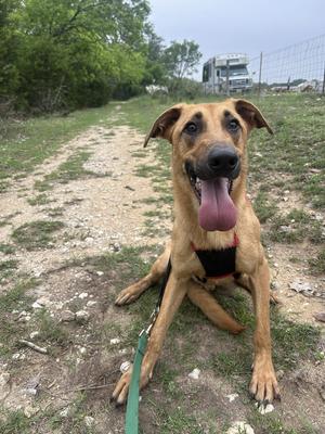A tan and black dog with its tongue hanging out is sitting on a dirt path outdoors. The dog is wearing a black harness and a green leash. In the background, there is a dirt road, trees, a fence, and an RV.