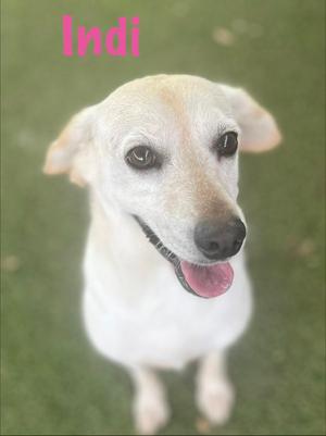 A light-colored dog with its tongue out, with the word "Indi" in pink text above its head.