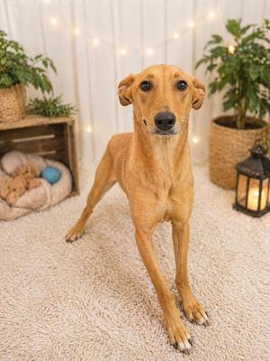 Amy, Vizsla / German Shepherd Dog, adult, available for adoption