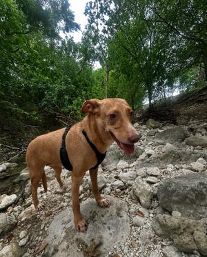 Athena, Vizsla / Retriever, adult, available for adoption