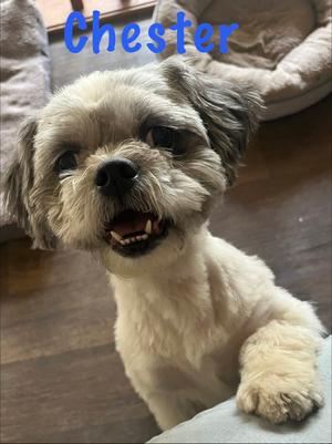 Chester, Shih Tzu, senior, available for adoption