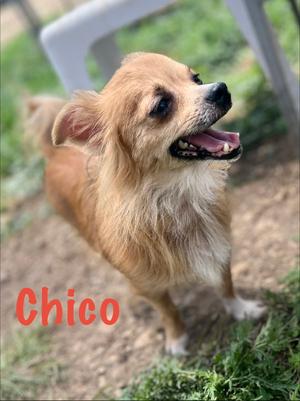 Chico, Chihuahua, adult, available for adoption