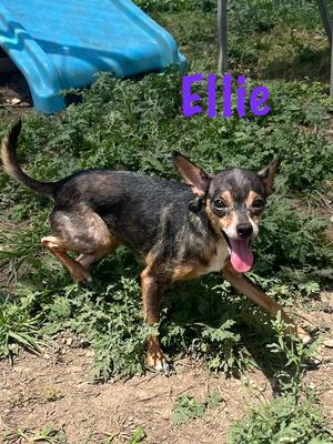 Ellie, Chihuahua, adult, available for adoption