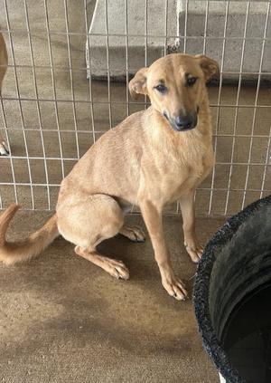 A light brown dog with large ears sits on a concrete floor inside a cage.