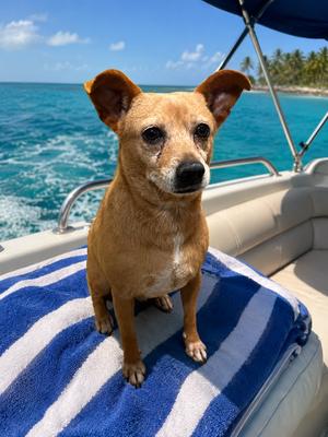 Conner A720096, Parson Russell Terrier / Chihuahua, adult, available for adoption