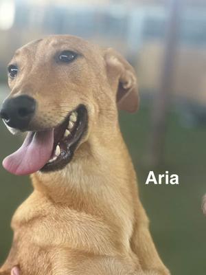 Aria, German Shepherd Dog / Vizsla, adult, available for adoption