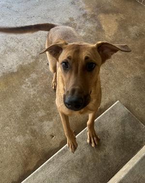 A brown dog with floppy ears stands on a concrete surface and looks up at the camera.