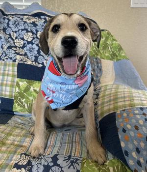 Gypsy, American Bulldog, puppy, available for adoption