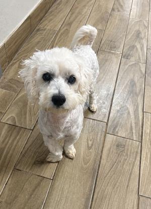 Dawson, Poodle (Miniature), adult, available for adoption