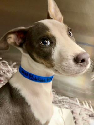 Blue, American Staffordshire Terrier Mix, puppy, available for adoption