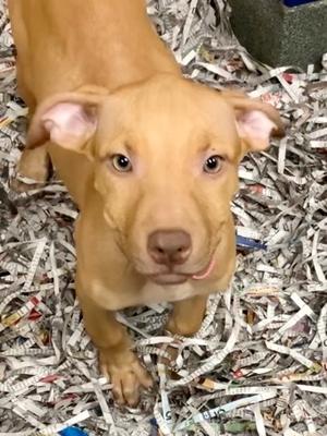 Chrissi, American Staffordshire Terrier and Vizsla, puppy, available for adoption