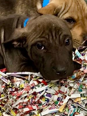 Benji, German Shepherd Dog and Chinese Sharpei, puppy, available for adoption