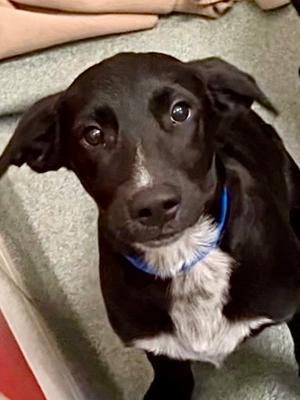 Beau, Golden Retriever Mix, puppy, available for adoption