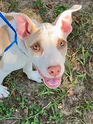 Ava, American Staffordshire Terrier Mix, puppy, available for adoption