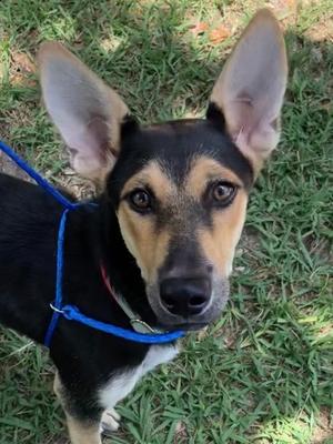 Blue, German Shepherd Dog Mix, young, available for adoption