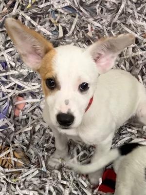 Buttercup, Golden Retriever and Jack (Parson) Russell Terrier, puppy, available for adoption