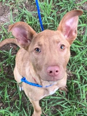 Bambi, Golden Retriever and German Shepherd Dog, young, available for adoption