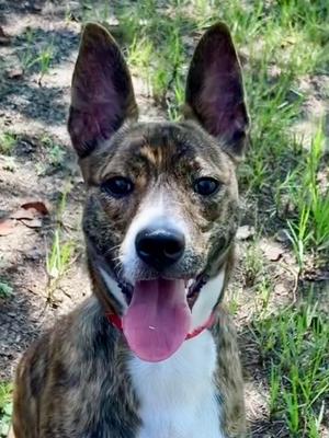 Honey *VIP*, Terrier Mix, young, available for adoption
