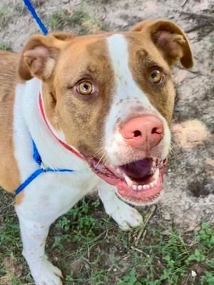 Astro *VIP**SN*, Boxer and Catahoula Leopard Hound, adult, available for adoption
