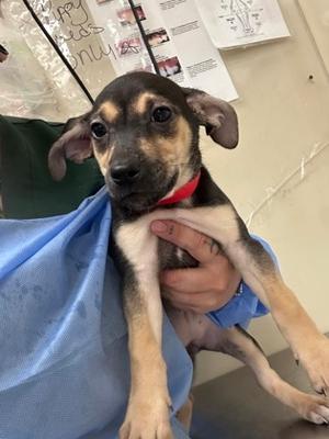 Bella, German Shepherd Dog and Dachshund, puppy, available for adoption