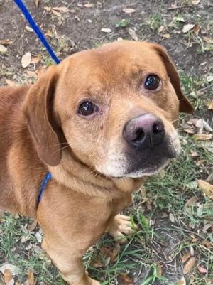 Blaze, Hound and Chow Chow, senior, available for adoption